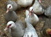 Muscovy ducks