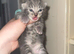 Stunning Rare Cream and Grey kittens