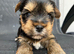 Yorkshir terrier pure Tea cup