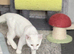 I have two angora mixed breeds polar whites