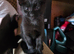 I have 1 black kitten male