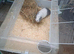 Male guinea pig and cage