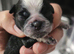 Pink panda and black pug puppies for sale