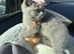 READY NOW British Shorthair Female BEAUTIFUL