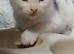 Male white kitten with black ears & tail