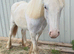 Blue & white yearling cob