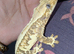 Tricolour lilly white male
