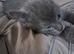 Russian blue babies stunning
