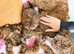Gorgeous litter of F1 Pomapoo