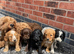 cockapoo puppies