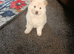 Chow chow