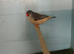 Triple black zebra finches