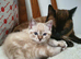 Ragdoll kitten