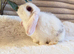 Friendly sweet mini lop girl ready now