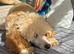 6 month old female Miniature poodle