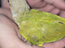 Baby green cheek conures