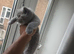 British shorthair 6 weeks