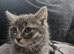 Kitten needs new home