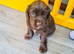 K C registered cocker spaniels for sale