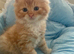 Maine Coon x Ragdoll Cross Long haired Ready 26th June