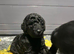 STANDARD POODLE FULLY HEALTH TESTED PARENTS