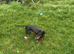 Dauchshund