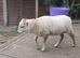 Registered Pedigree Ouessant ewes, wethers, lambs