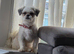 Gorgeous female shihztu
