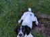 Beautiful KC registered springer spaniel female
