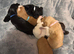 Working cocker spaniel puppies