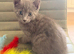 British Shorthair X Ready Now