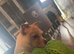 2 Girls for rehoming