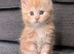 Maine Coon Kittens