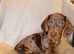 Beautiful Dachshund Puppies for sale