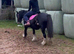 For sale Maya 12.2hh 6yo cob mare