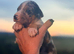 Stunning Merle Lurcher puppies