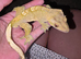 2 crested geckos