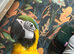 Blue and gold macaw