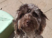 Beautiful male cockapoo
