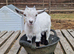 Pygmy baby billy