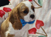 KC Cavalier King Charles Spaniel!