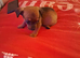 For sale