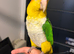 Tame caique