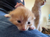5 beautiful kitten