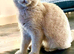 British Shorthair Kittens