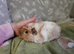 Funky cali baby boy guinea pig