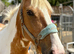 14.2 coloured cob mare super allrounder 6 yrs old