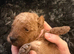 RED FOX TOY POODLE PUPPIES