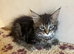 Half Maine Coon Kittens