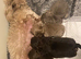 4 males Shihzu puppies available ready now !!
